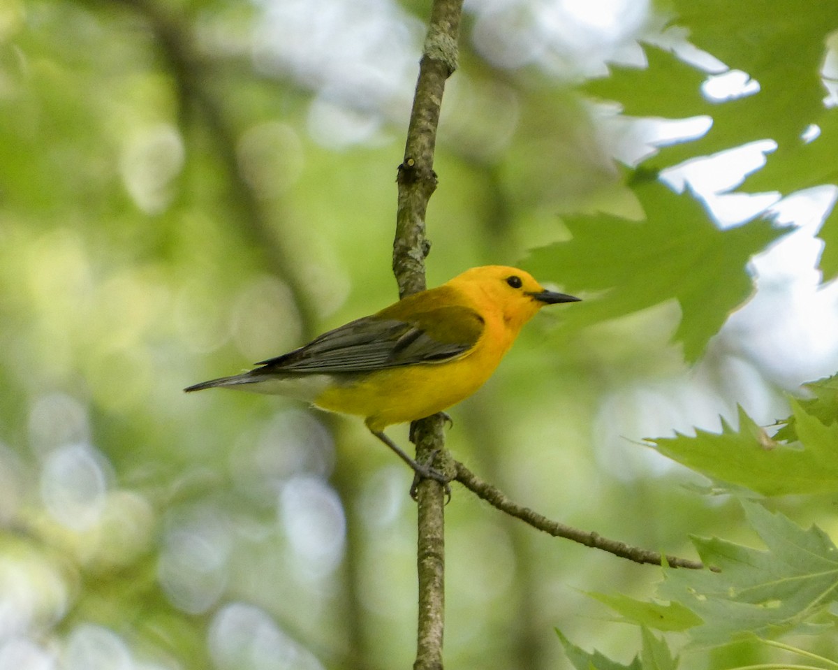 Prothonotary Warbler - ML619632838