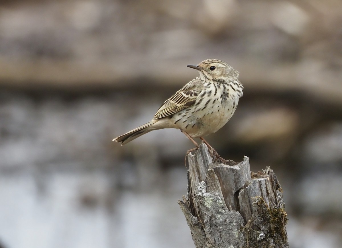 Meadow Pipit - ML619632844