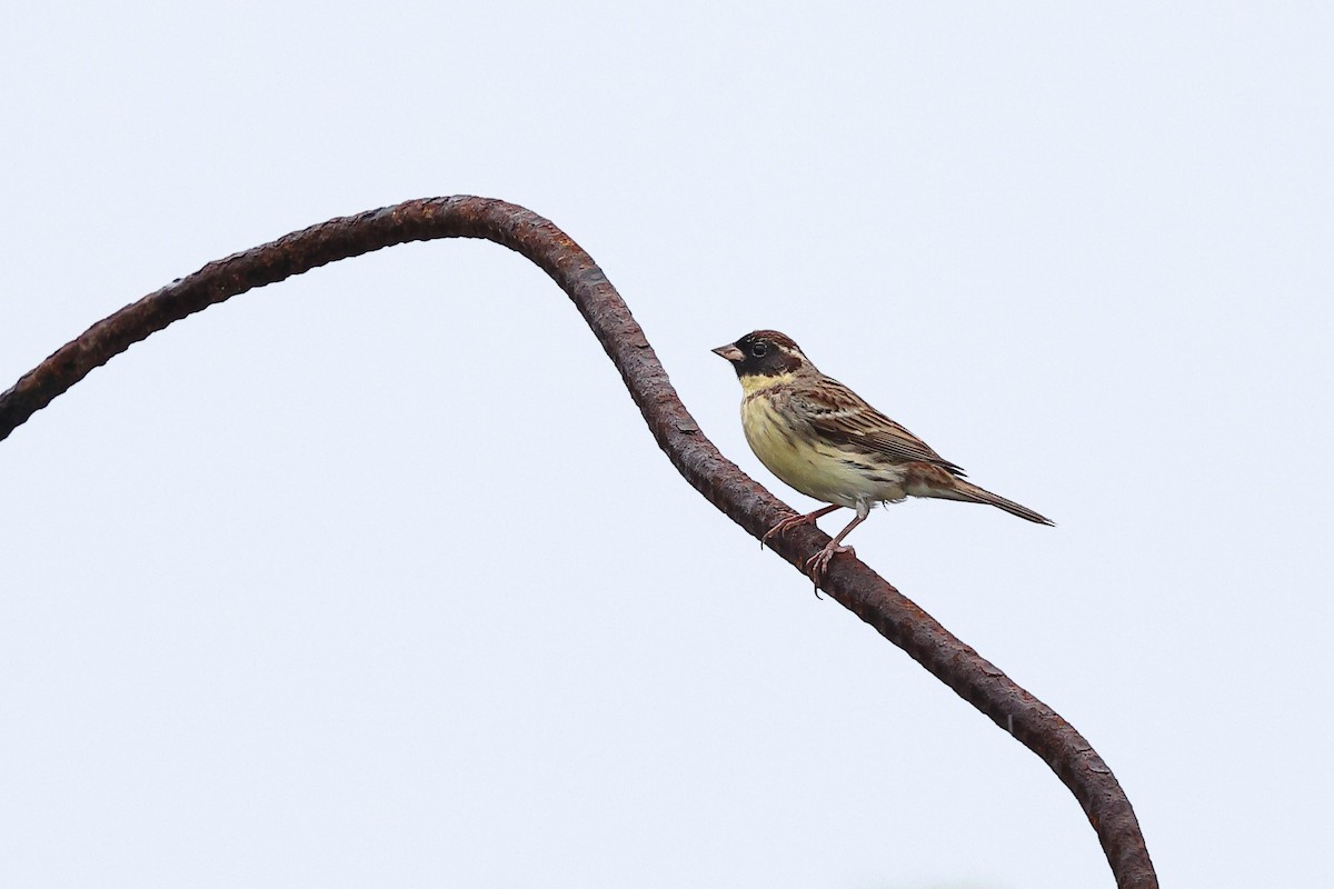 Yellow-breasted Bunting - ML619632875
