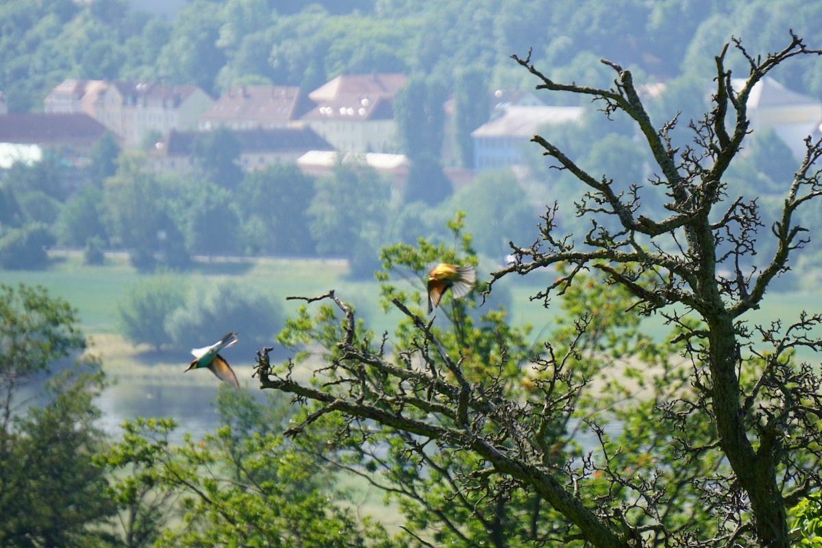 European Bee-eater - ML619632964