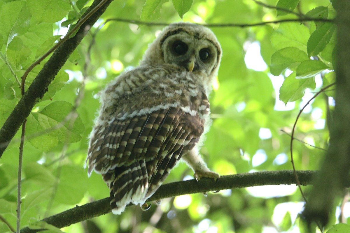 Barred Owl - ML619632971