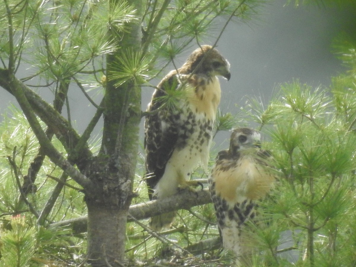 Red-tailed Hawk - ML619632975