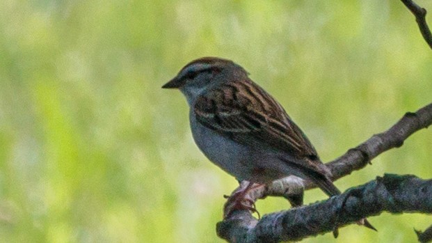 Chipping Sparrow - ML619632992