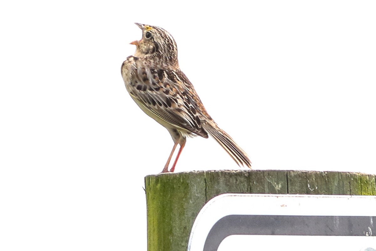 Grasshopper Sparrow - ML619633061