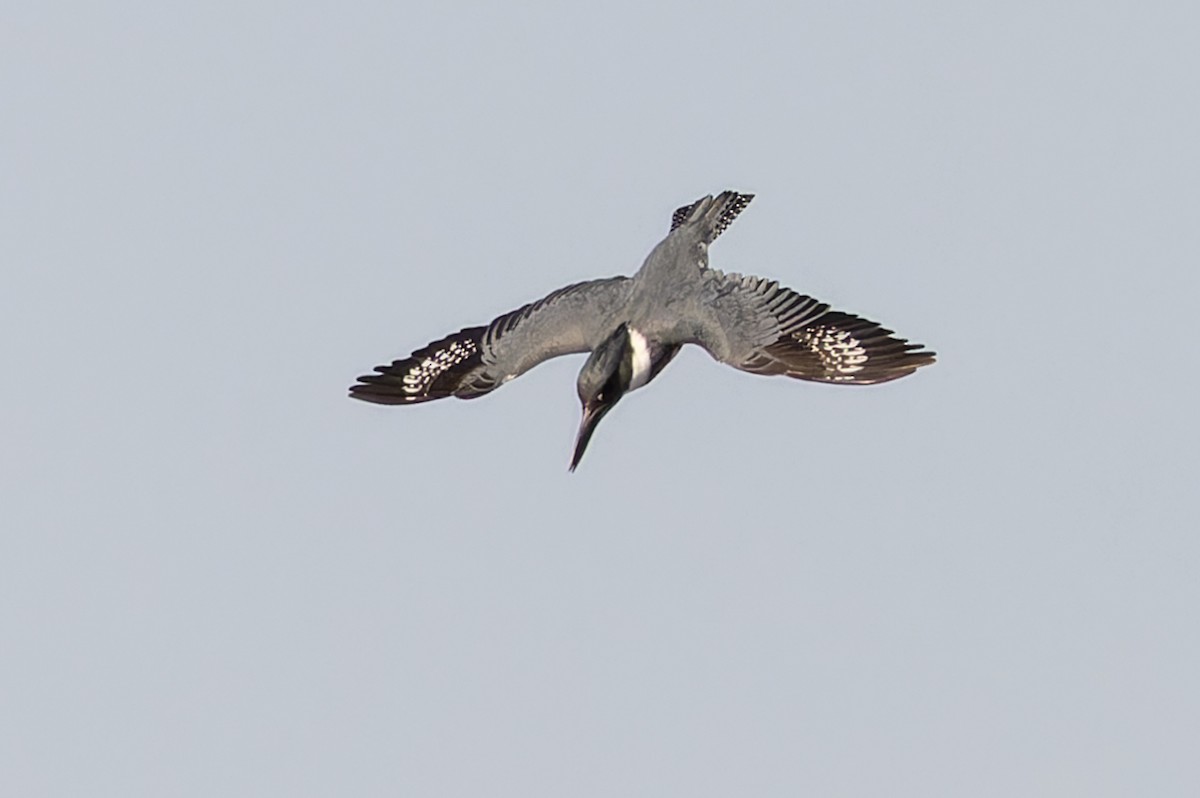 Belted Kingfisher - ML619633062