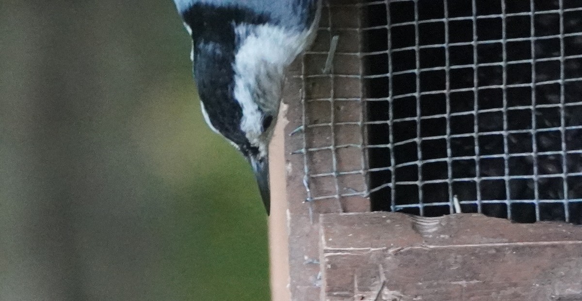 White-breasted Nuthatch - ML619633074