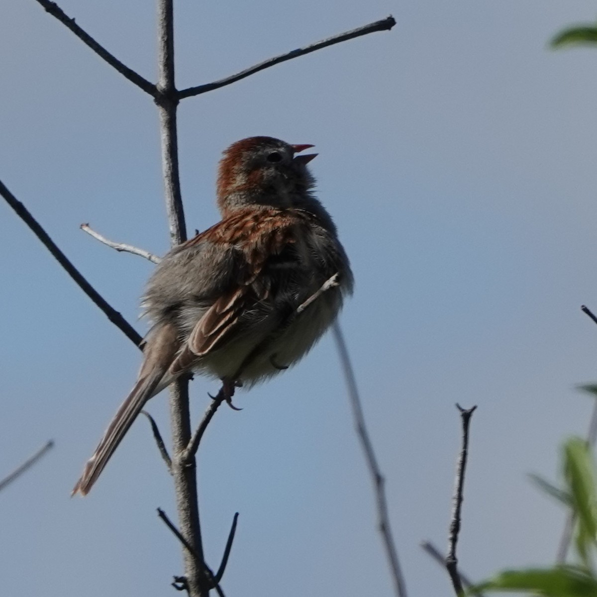 Field Sparrow - ML619633109