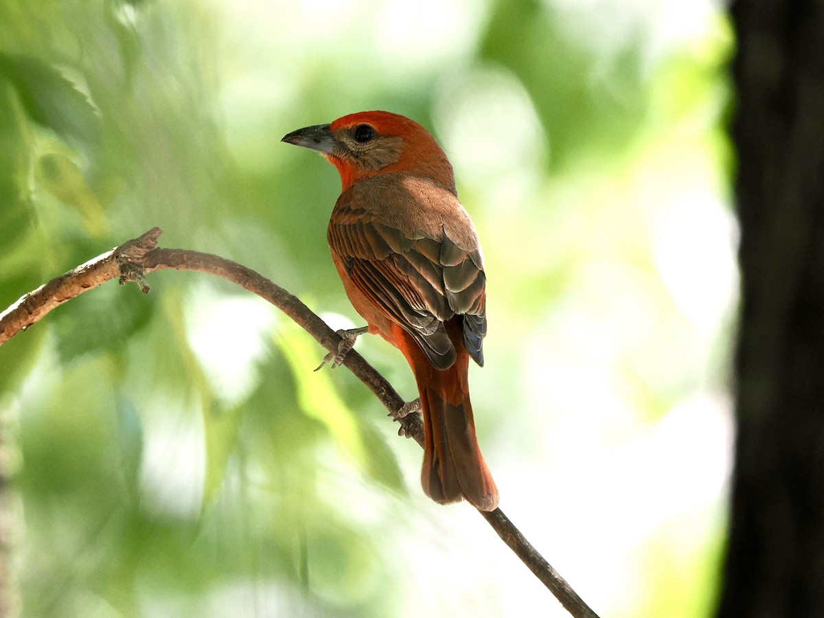 Hepatic Tanager (Northern) - ML619633126