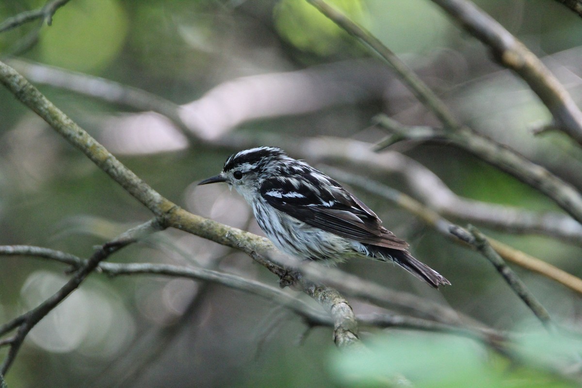 Black-and-white Warbler - ML619633130