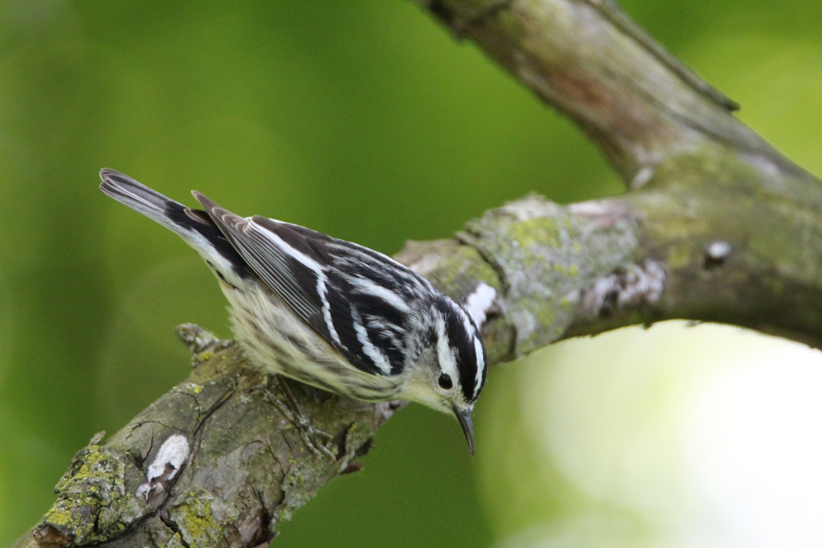 Black-and-white Warbler - ML619633143