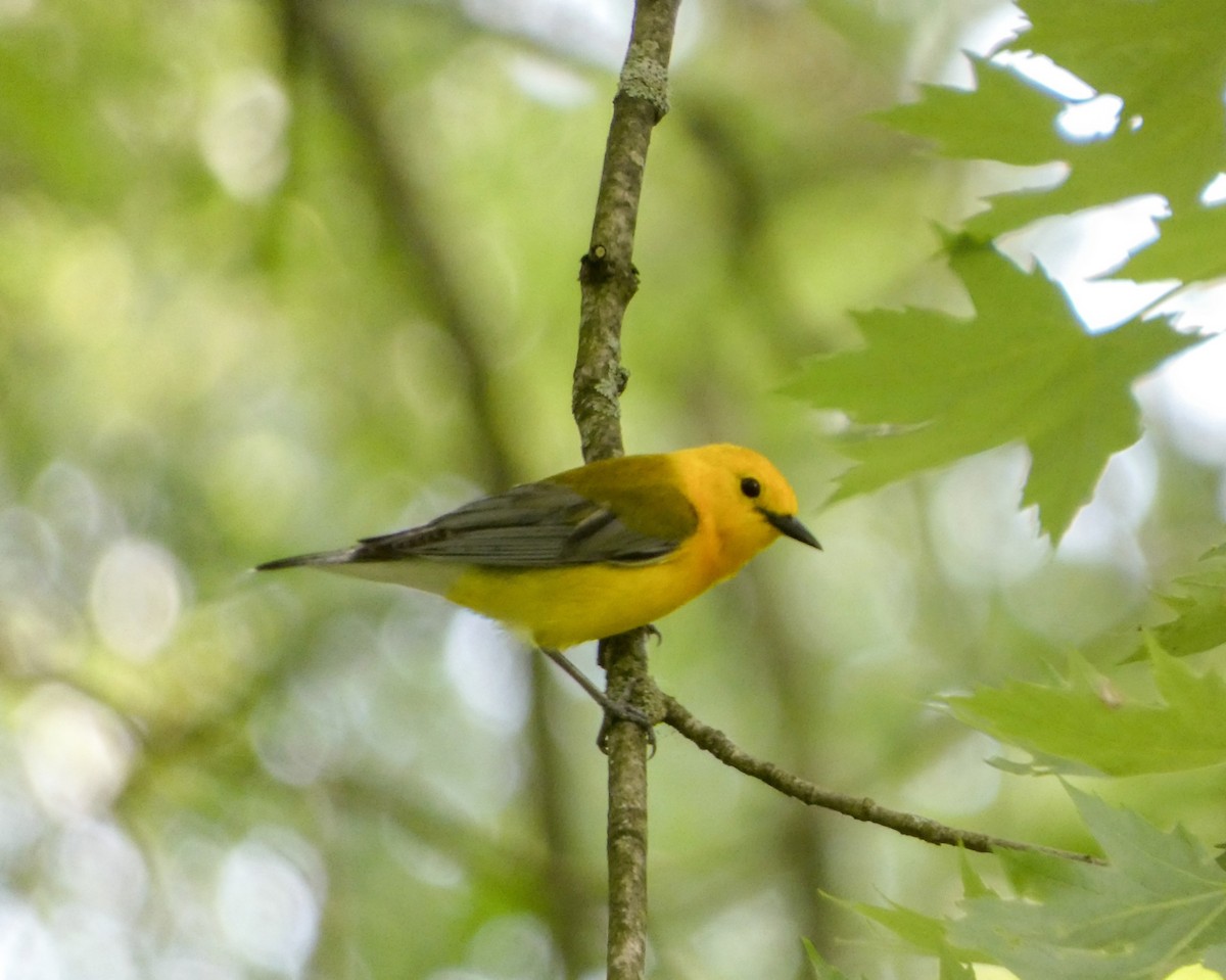 Prothonotary Warbler - ML619633144
