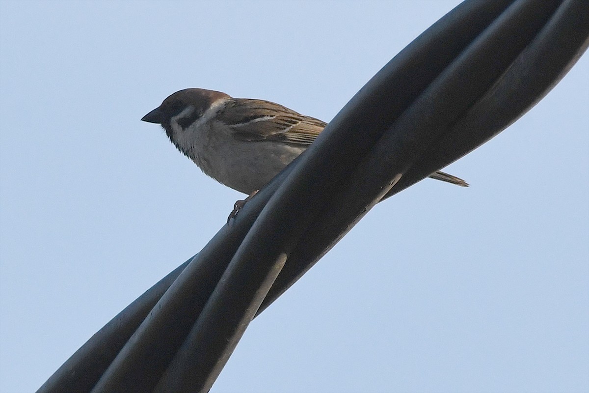 Eurasian Tree Sparrow - ML619633163