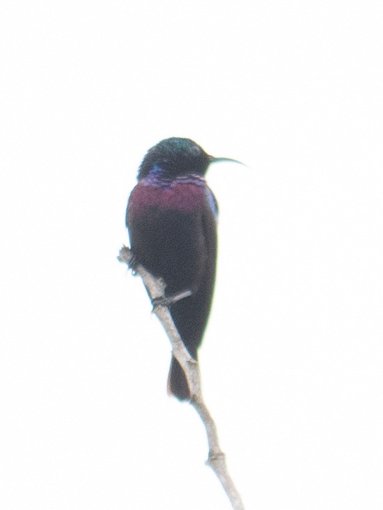 Purple-banded Sunbird - ML619633166