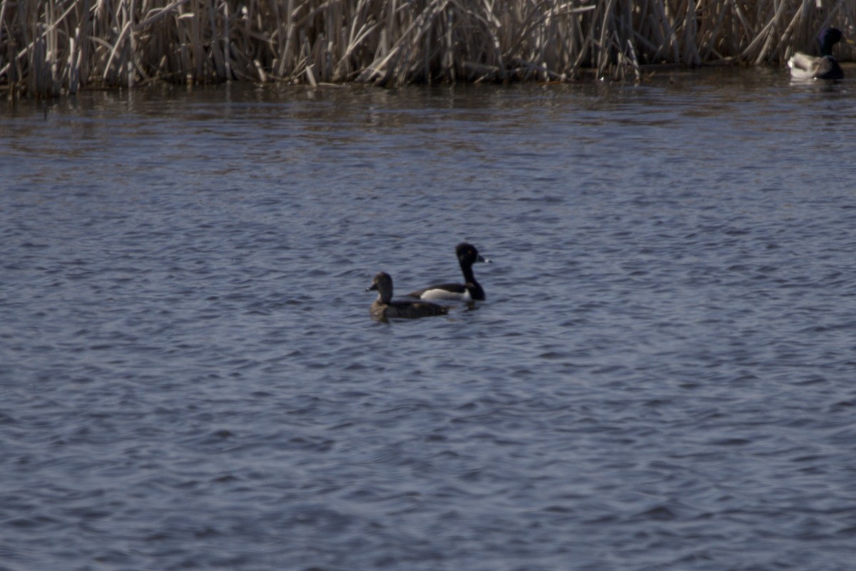 Ring-necked Duck - ML619633212