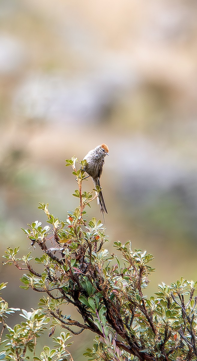 Rusty-crowned Tit-Spinetail - ML619633244