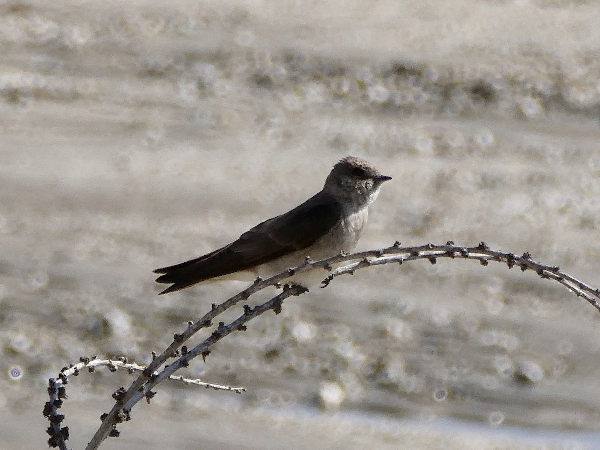 Northern Rough-winged Swallow - ML619633343
