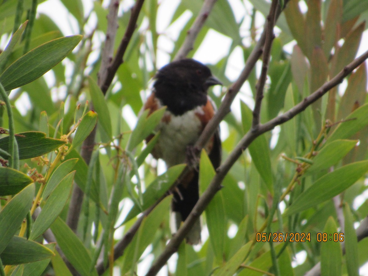 Spotted Towhee - ML619633393