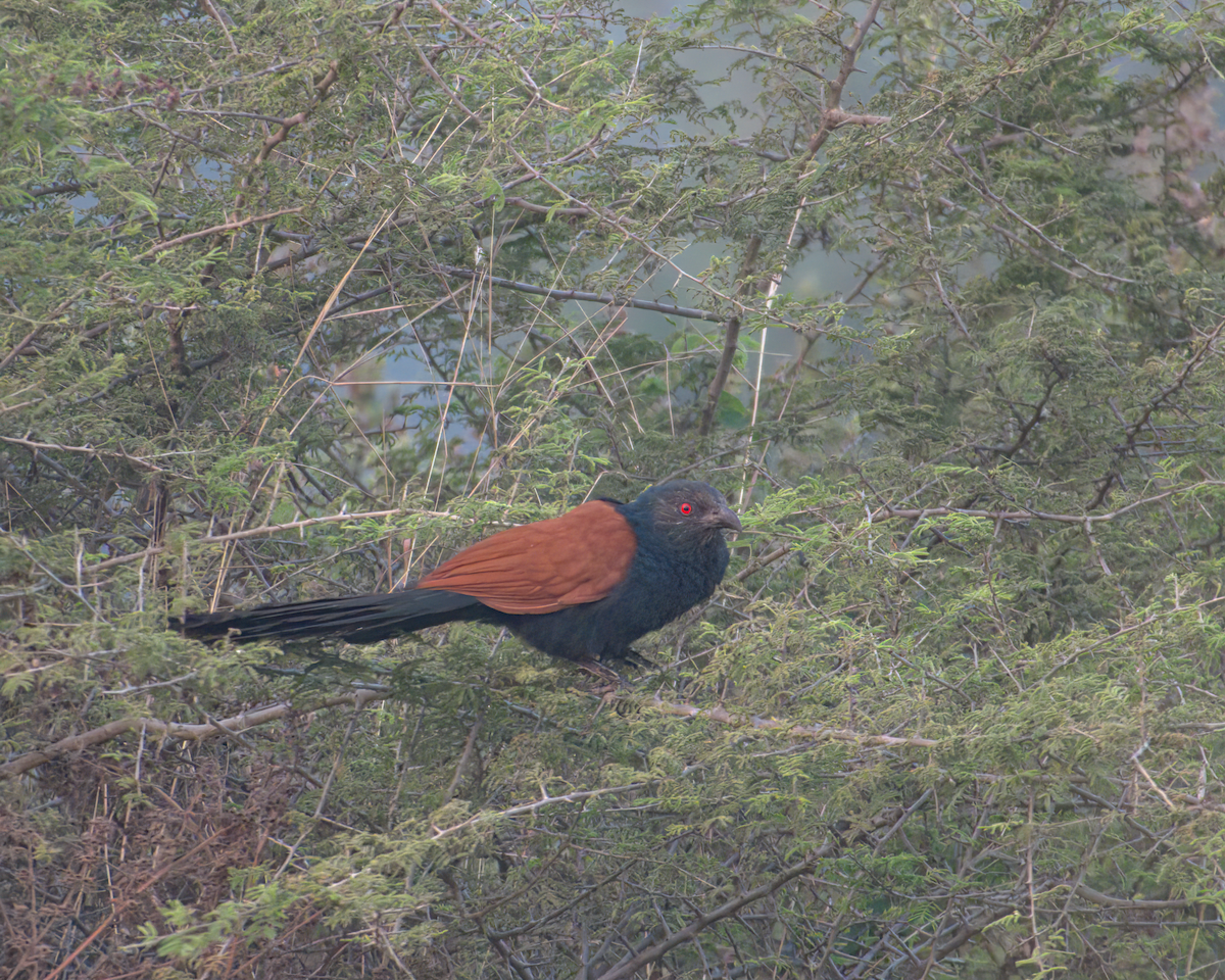 Greater Coucal - ML619633493
