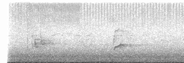 Дрізд-короткодзьоб Cвенсона - ML619633511