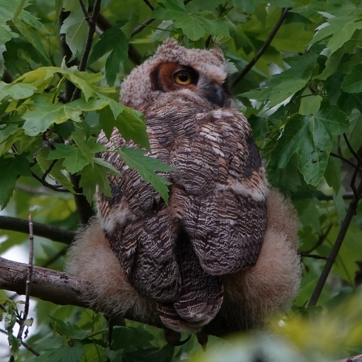 Great Horned Owl - ML619633518