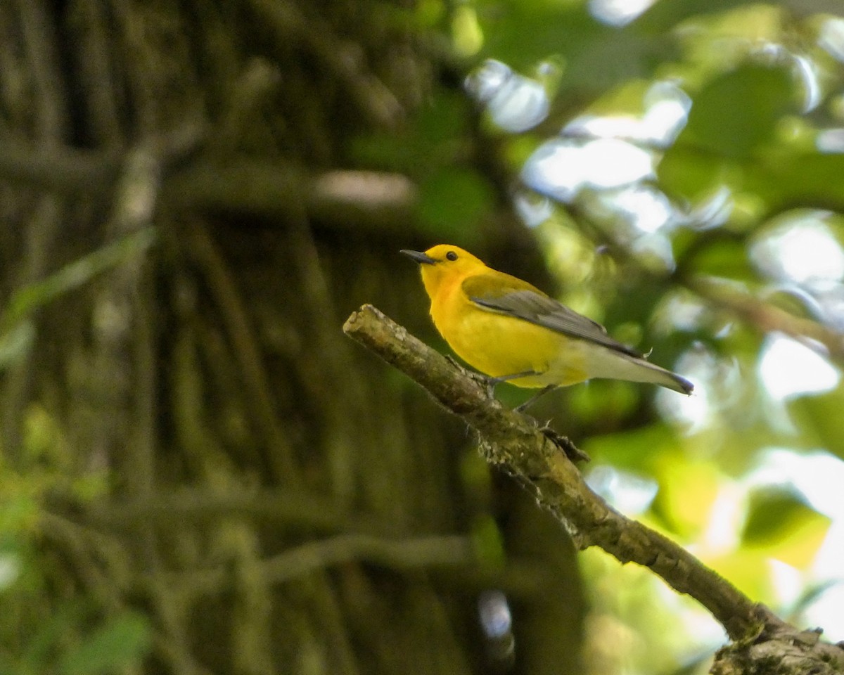 Prothonotary Warbler - ML619633534