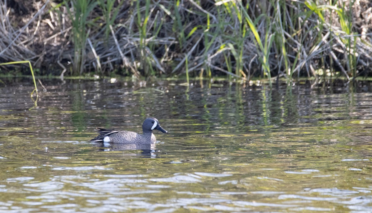 Blue-winged Teal - ML619633590