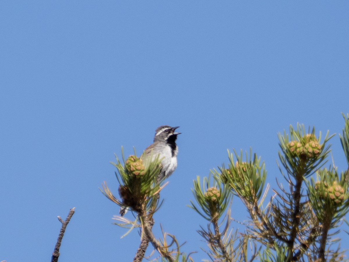 Black-throated Sparrow - ML619633607