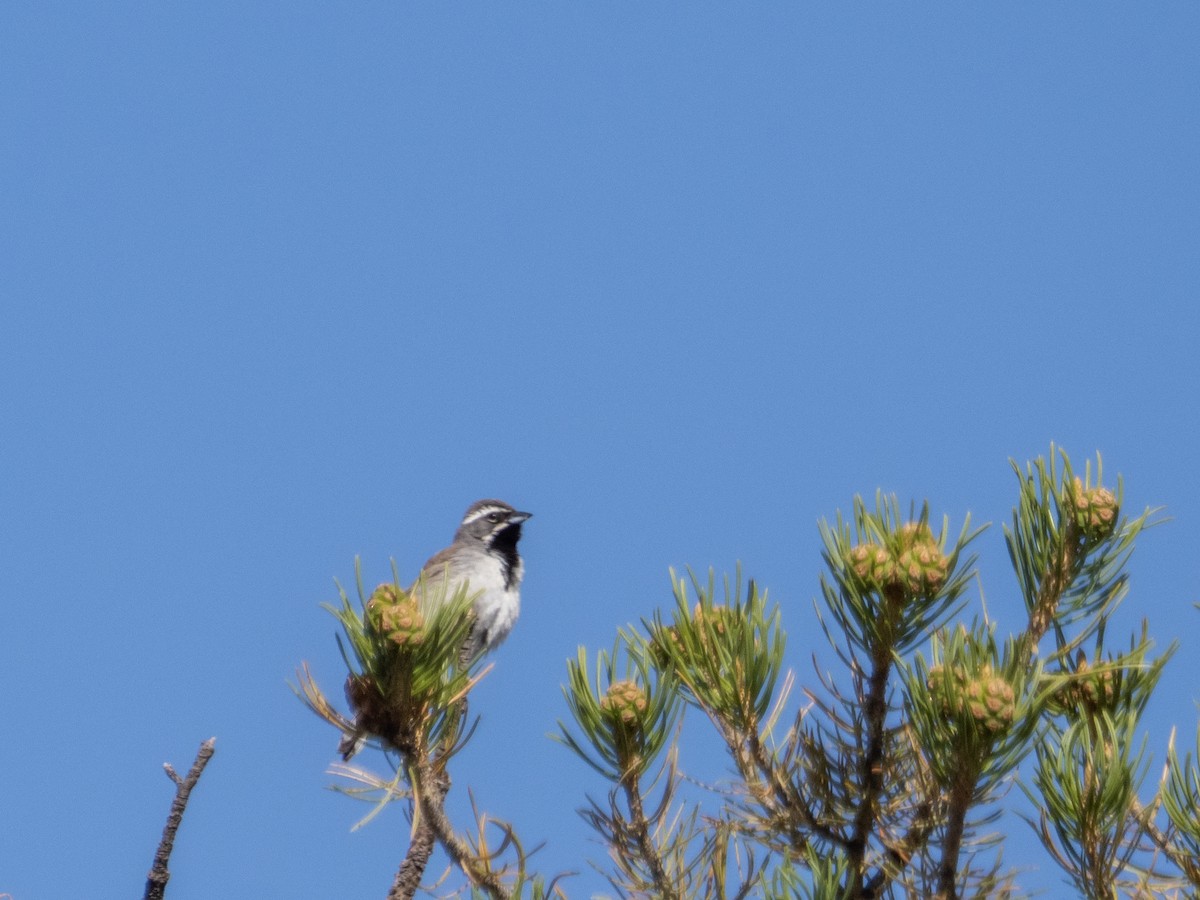 Black-throated Sparrow - ML619633609