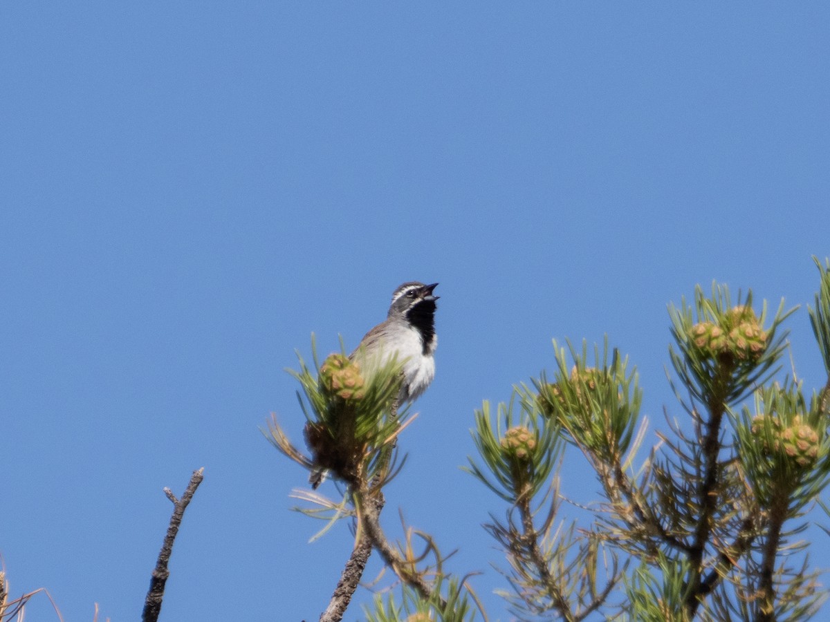 Black-throated Sparrow - ML619633610