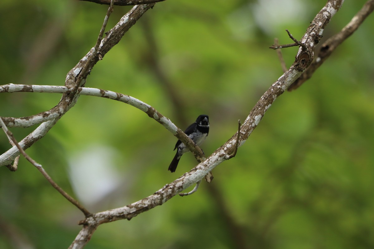 Variable Seedeater - ML619633638