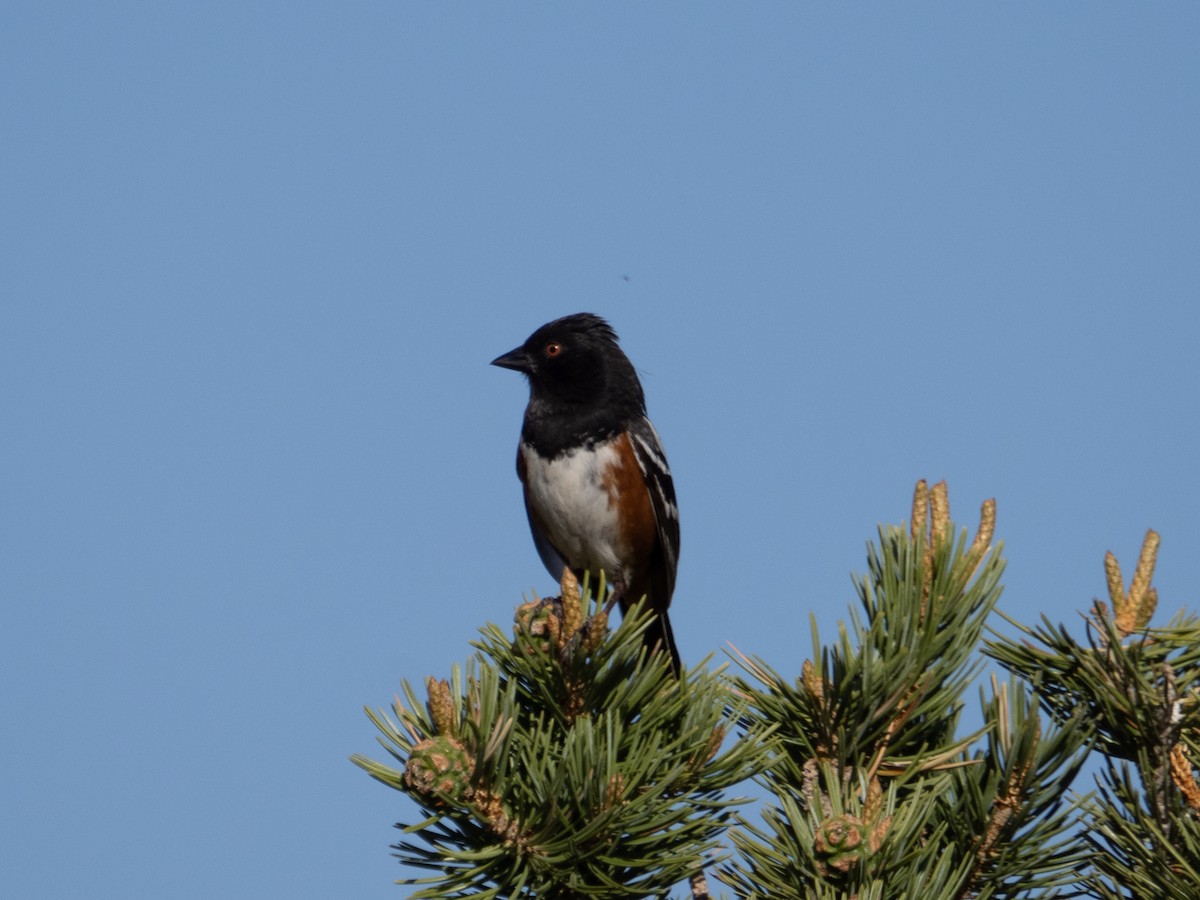 Spotted Towhee - ML619633640