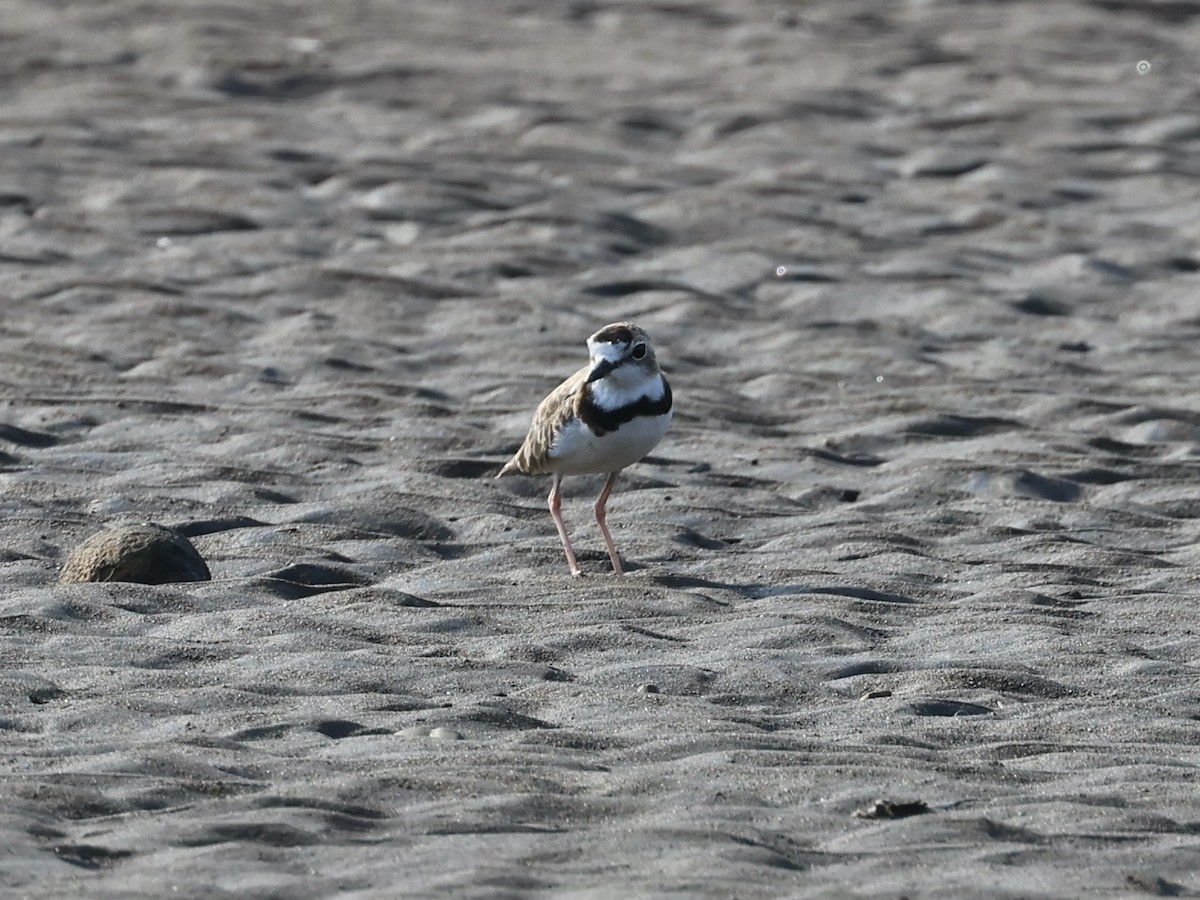 Collared Plover - ML619633663