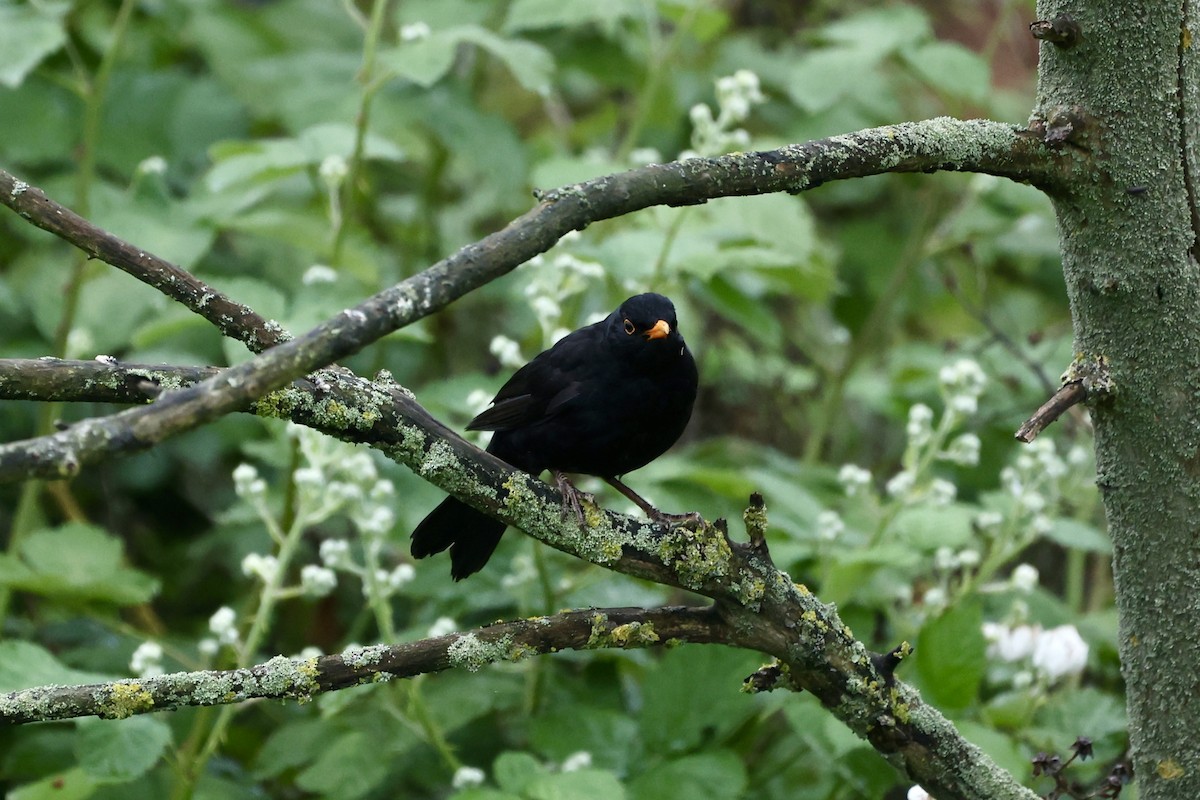 Eurasian Blackbird - ML619633666