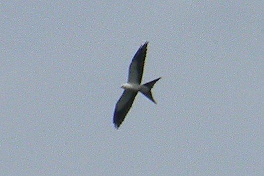 Swallow-tailed Kite - ML619633676