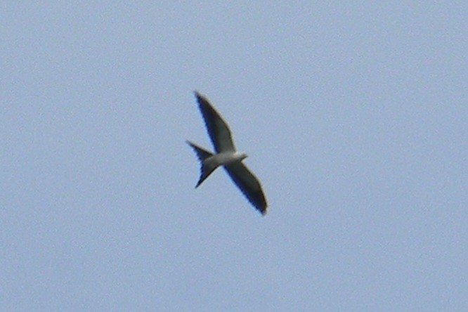 Swallow-tailed Kite - ML619633681