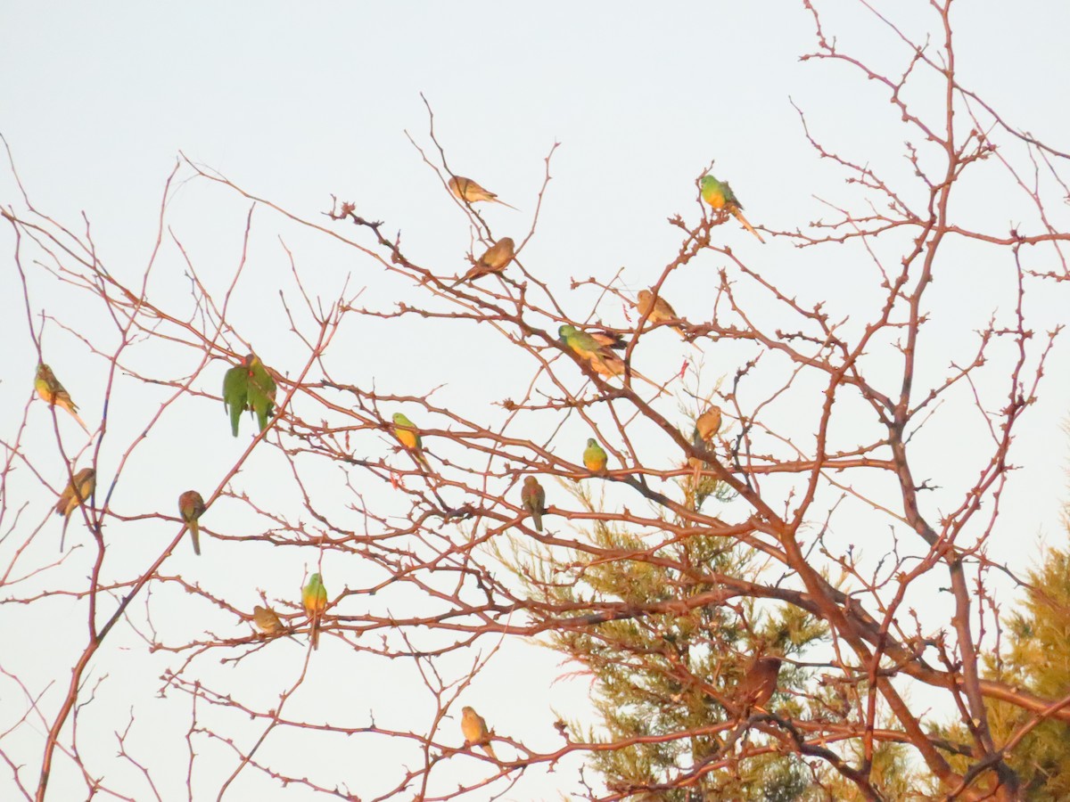 Red-rumped Parrot - ML619633692