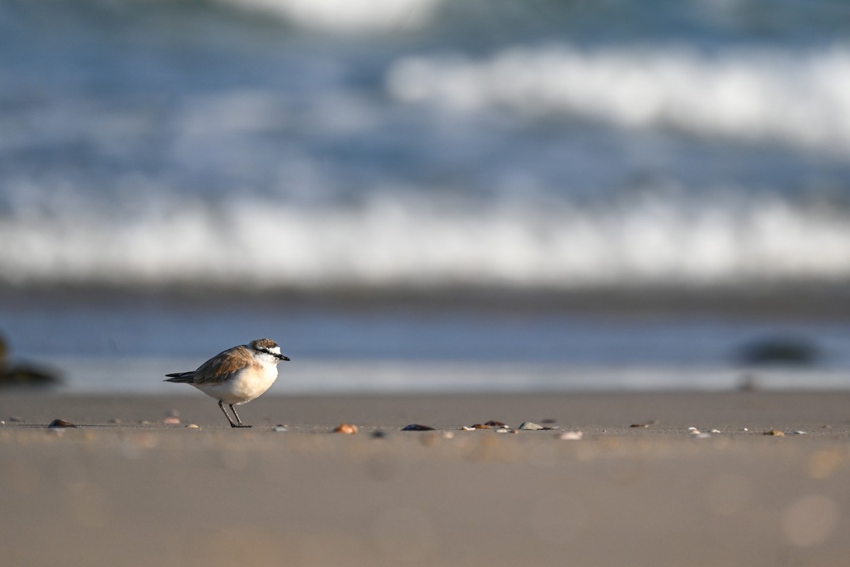 White-fronted Plover - ML619633751