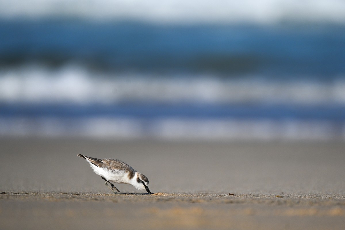 White-fronted Plover - ML619633757
