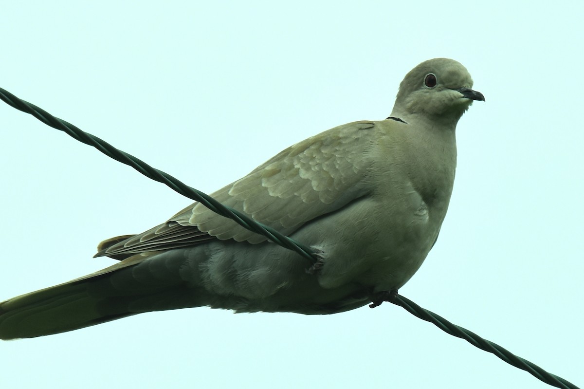 Eurasian Collared-Dove - ML619633777