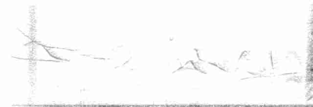 Краснохвостый канюк (calurus/alascensis) - ML619633788