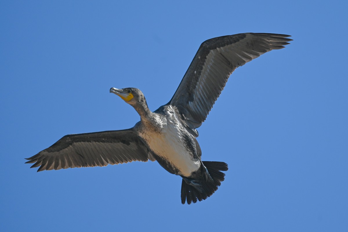Great Cormorant (White-breasted) - ML619633791