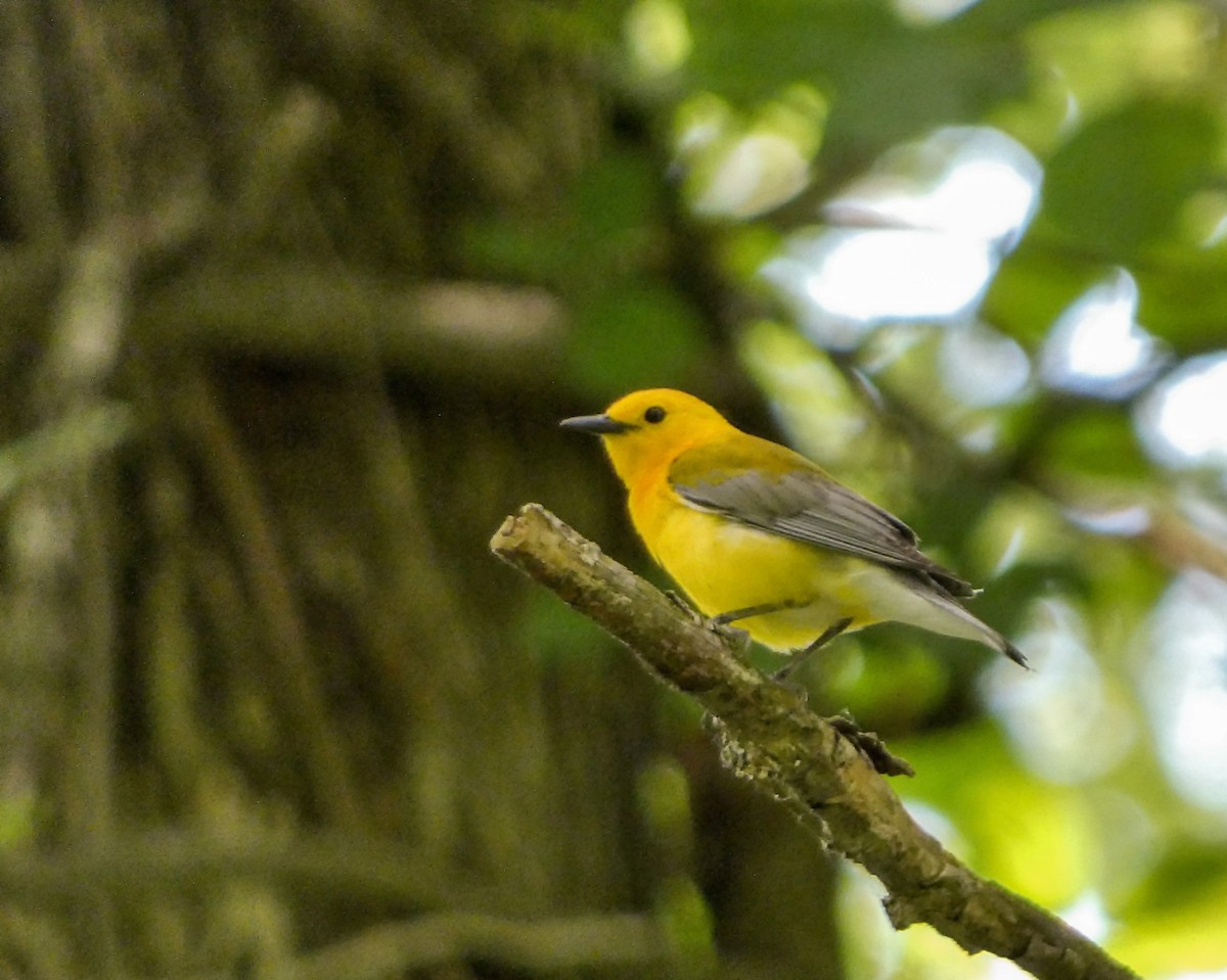 Prothonotary Warbler - ML619633872