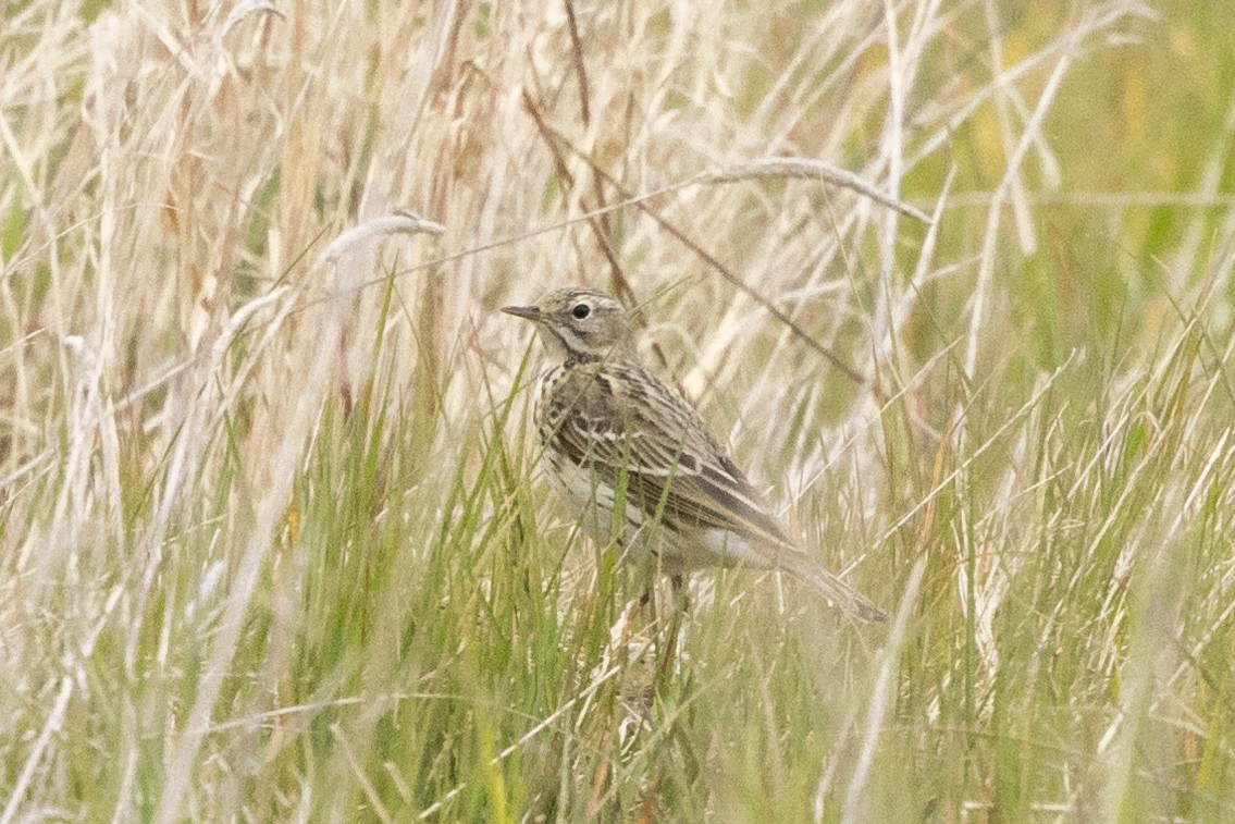 Meadow Pipit - ML619633873