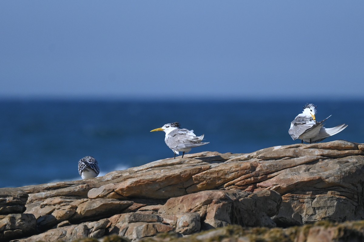Great Crested Tern - ML619633885