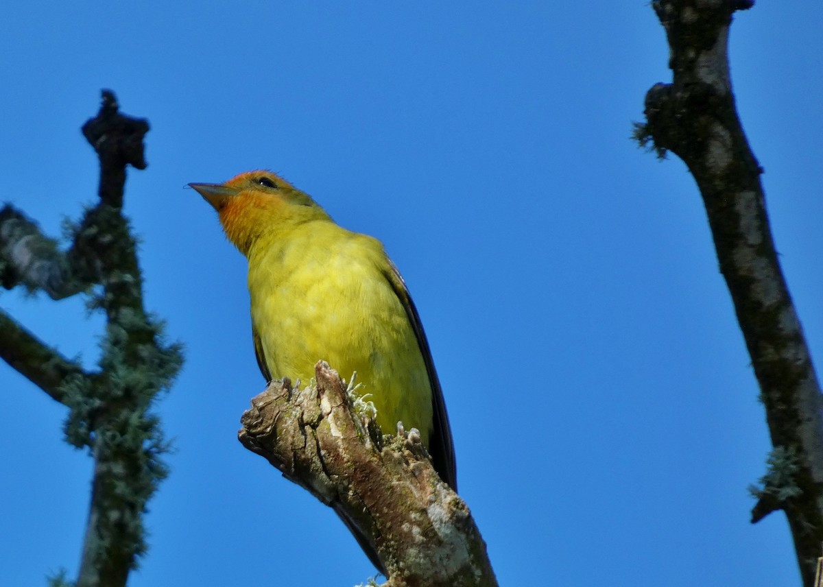 Western Tanager - ML619633907