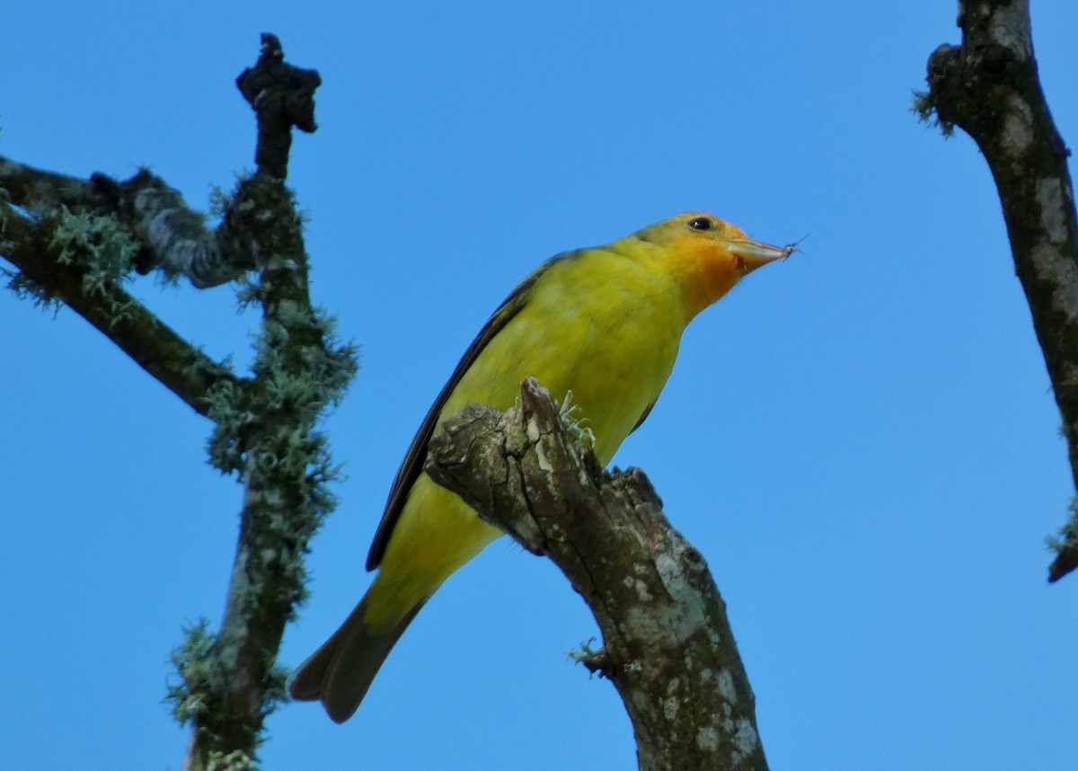Western Tanager - ML619633908