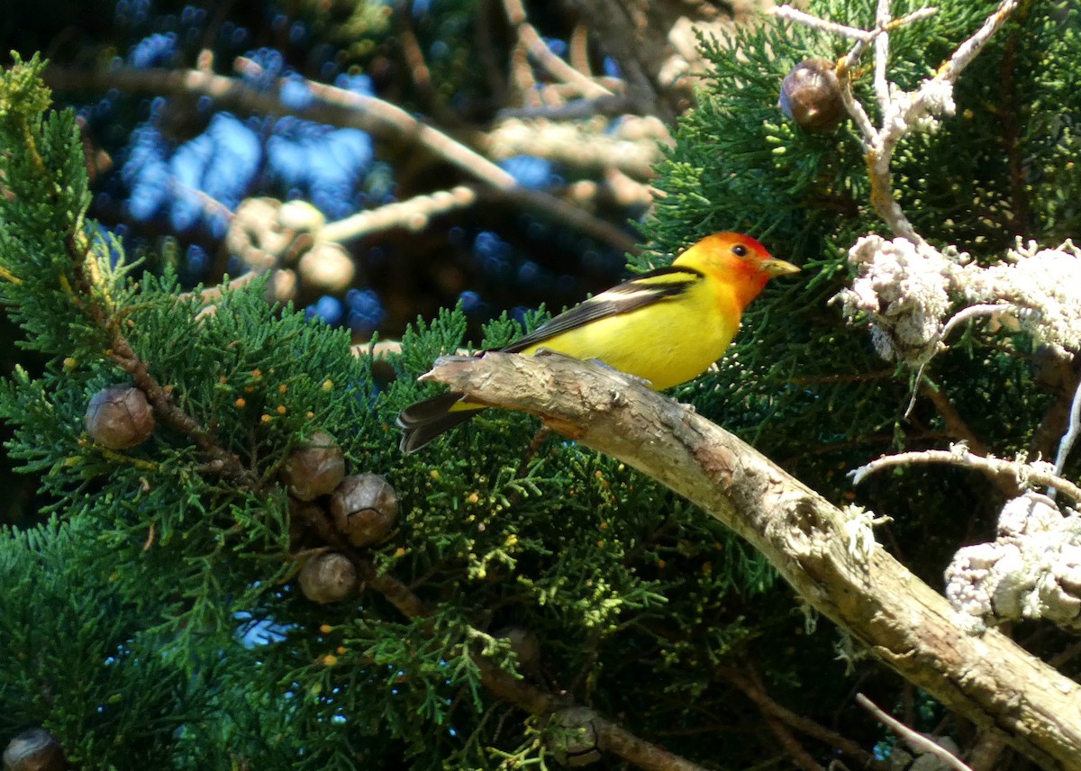 Western Tanager - ML619633909