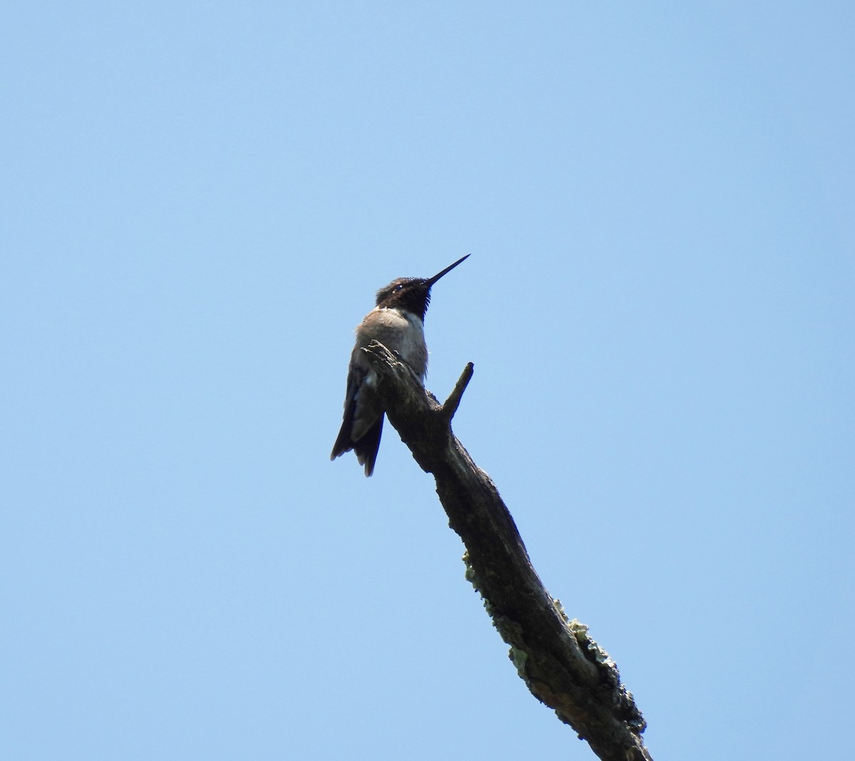 Ruby-throated Hummingbird - ML619633910