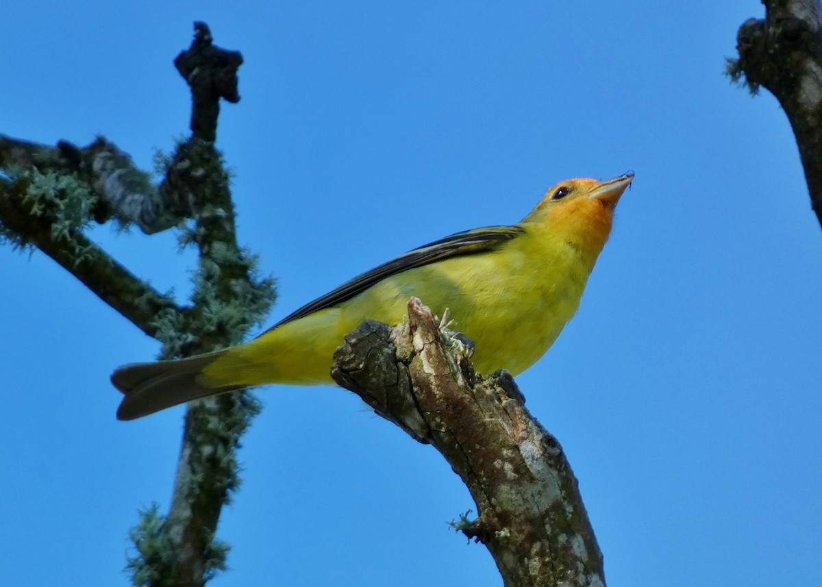 Western Tanager - ML619633913