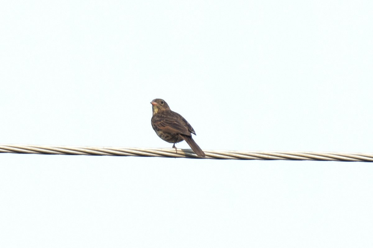 Crested Bunting - ML619633929
